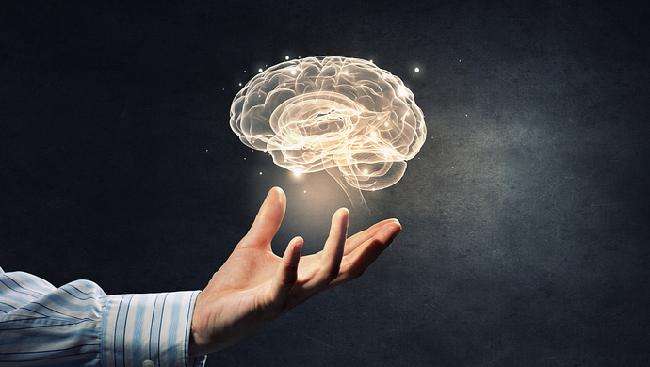 成體神經干細胞小生境的構造